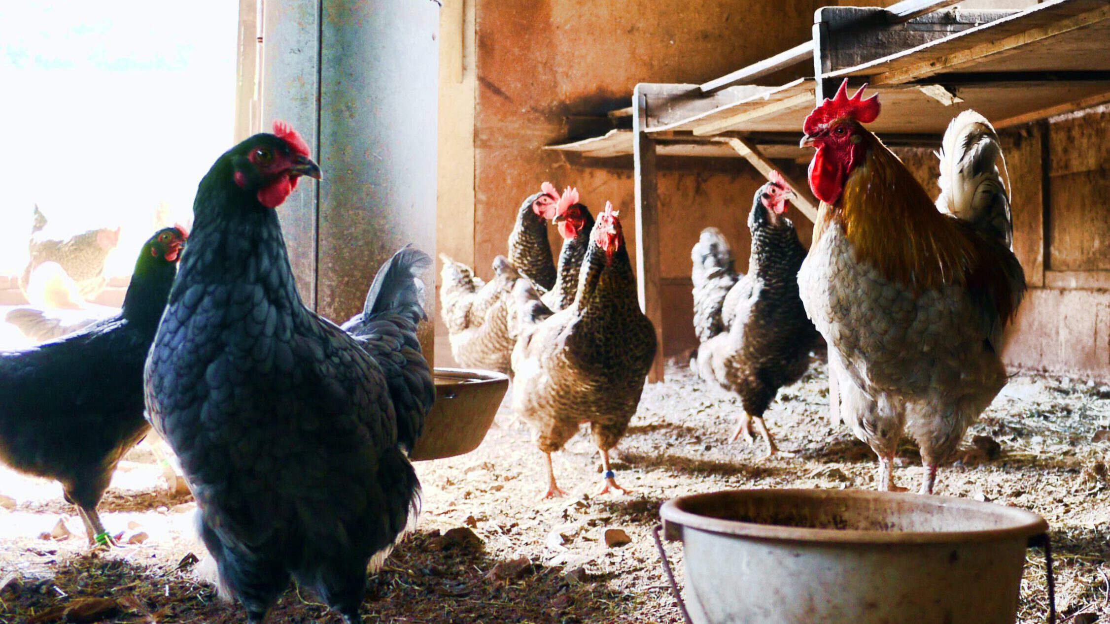 Hühnerfarmen zur Selbstversorgung